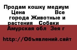 Продам кошку медиум › Цена ­ 6 000 000 - Все города Животные и растения » Собаки   . Амурская обл.,Зея г.